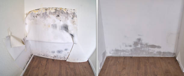 Water damage restoration mold remediation in Lake Bluff, IL